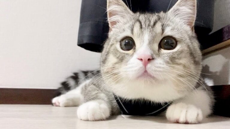 YouTube・もちまる日記の人気動画5選！もち様が可愛すぎる！癒されたい人必見