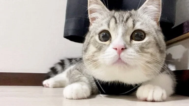 YouTube・もちまる日記の人気動画5選！もち様が可愛すぎる！癒されたい人必見