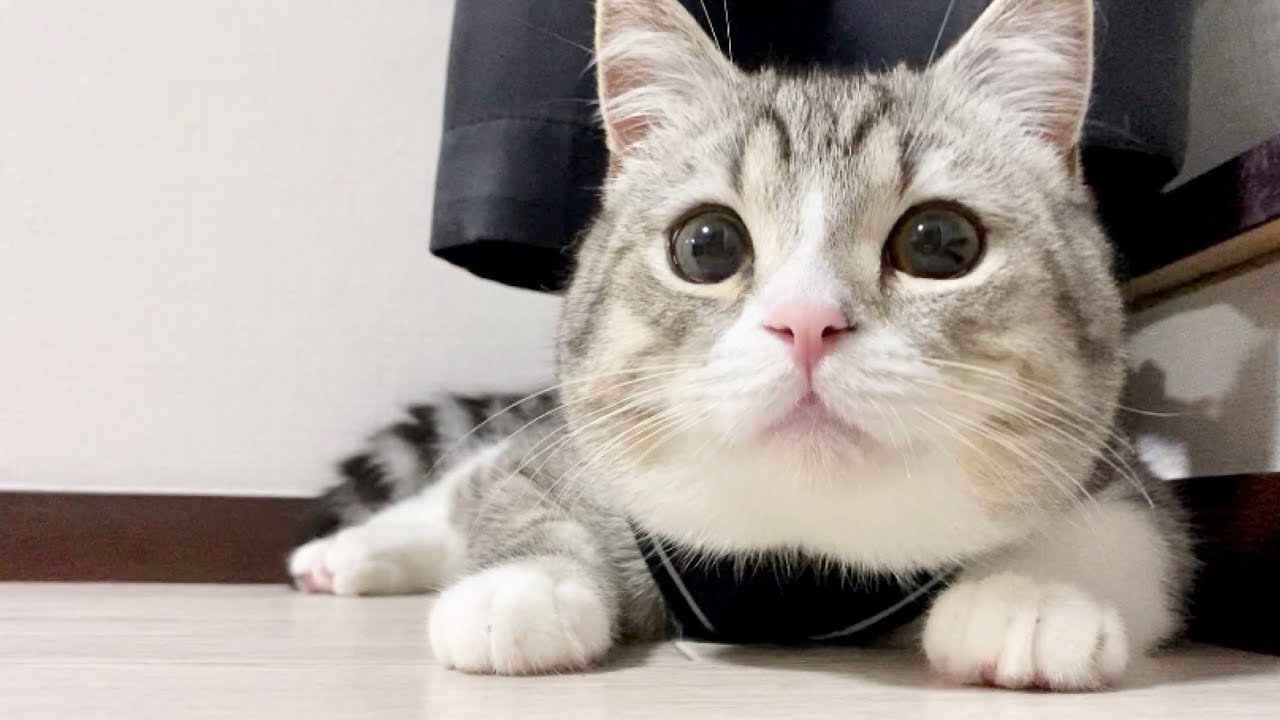 YouTube・もちまる日記の人気動画5選！もち様が可愛すぎる！癒されたい人必見